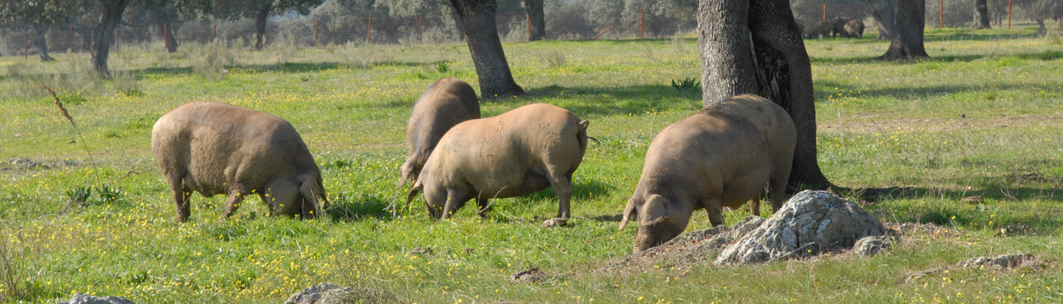 Cerdos ibericos dehesa de extremadura1