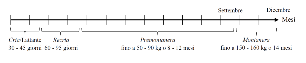 fase_di_ingrasso_del_suino_ibérico